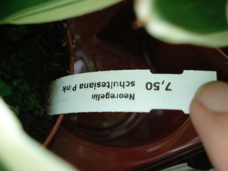 neoregelia schultesiana pink 4586