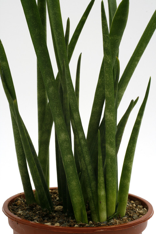 sanseveria cylindrica mikado 0482