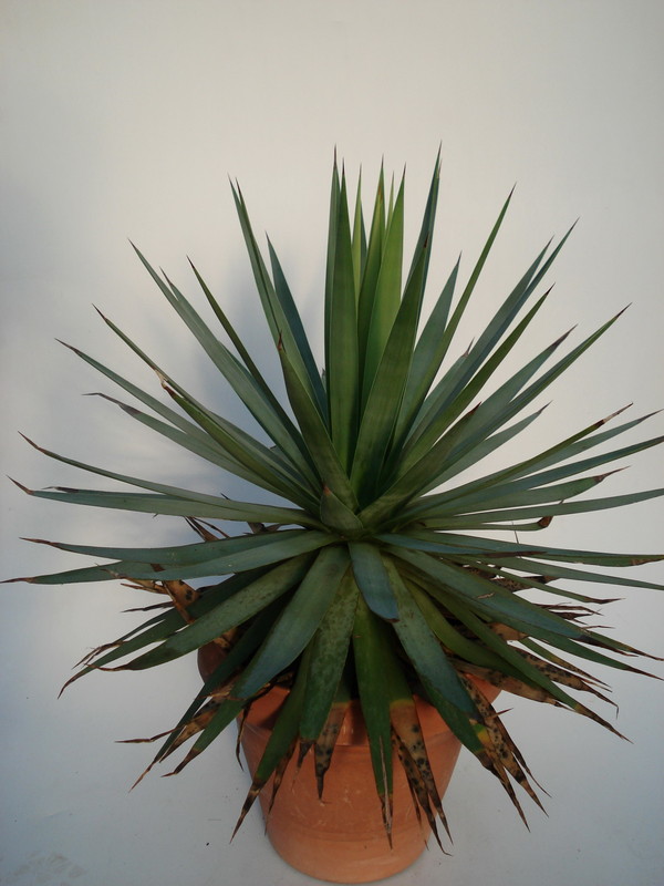 agave dasyliriodes 2