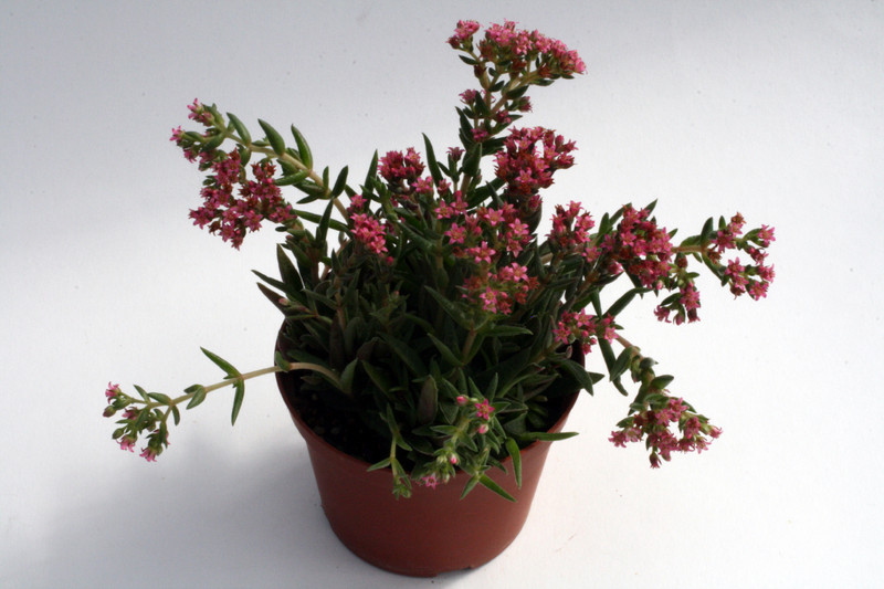 crassula schmidtii 0202