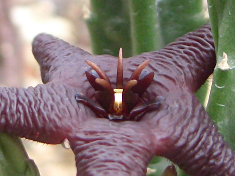 stapelia baylissii somerset east 0734