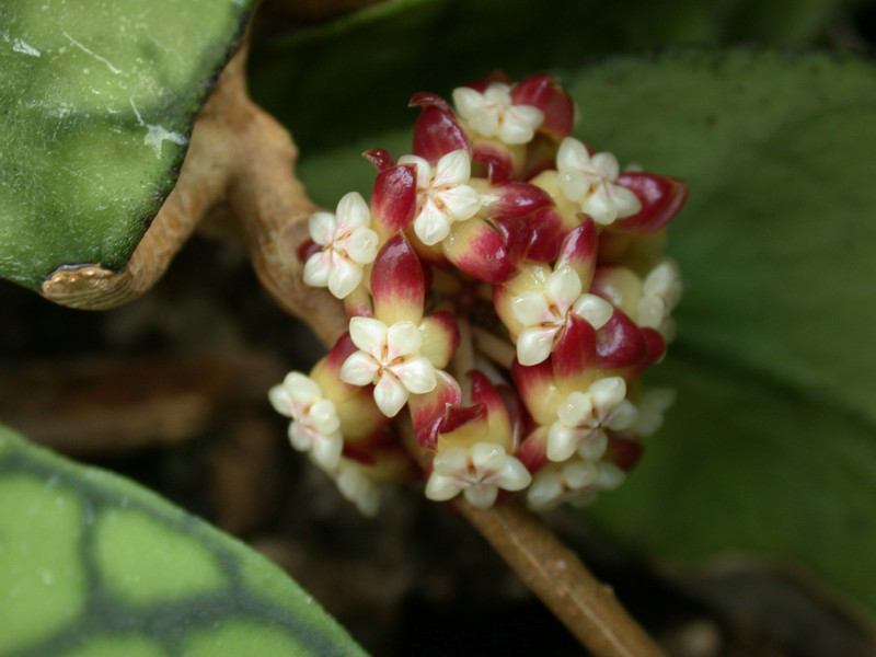hoya meredithii 3425 01