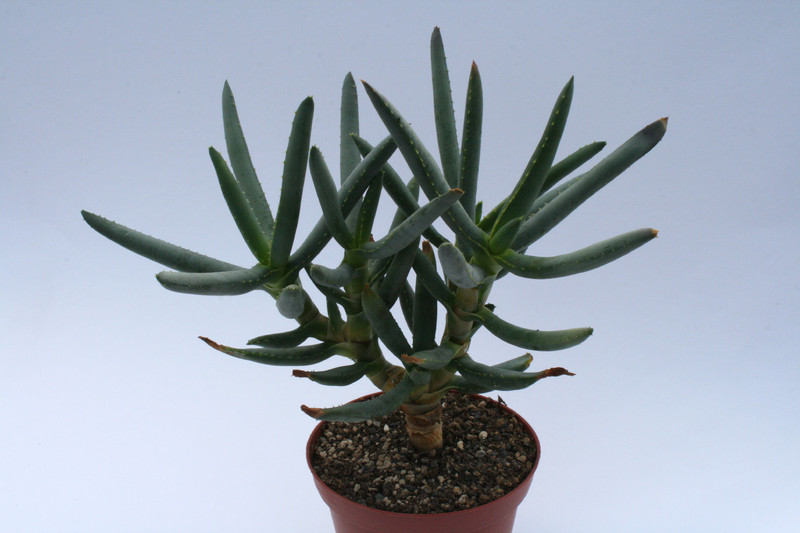 aloe ramosissima 6671