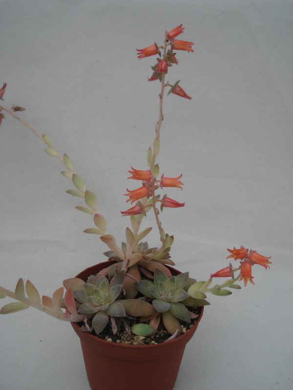 echeveria carnicolor 8279