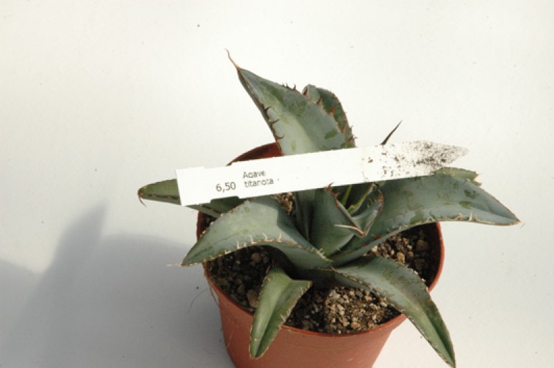 agave titanota 06