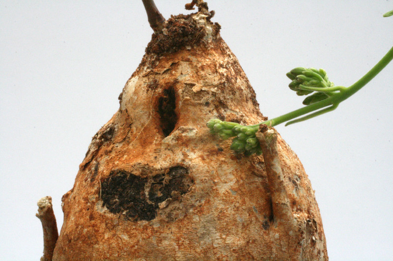 raphionacme longifolia 9666