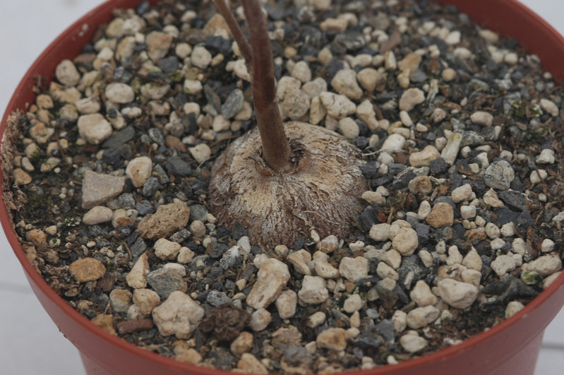 tylosema fassoglensis 06