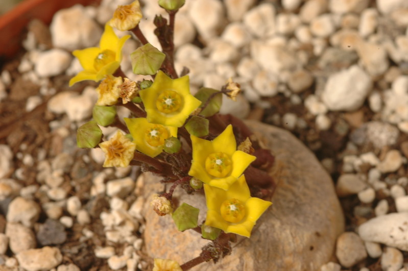 brachystelma caffrum 1418