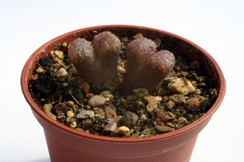 conophytum pellucidum concordia 2916