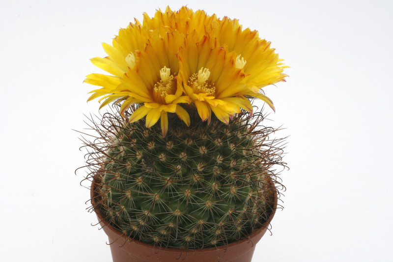 parodia sp b193 9740