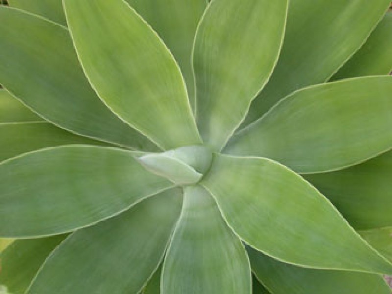 agave attenuata02