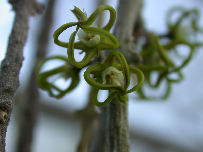 cynanchum marnierianum 04