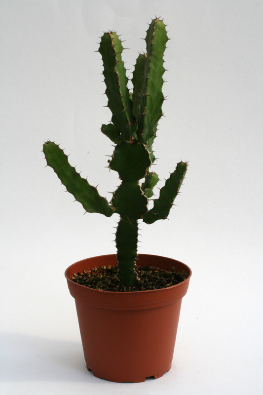 euphorbia cooperi 6821