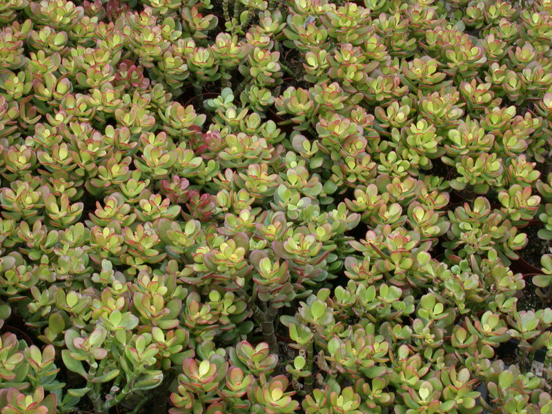 crassula ovata hummels sunset 01