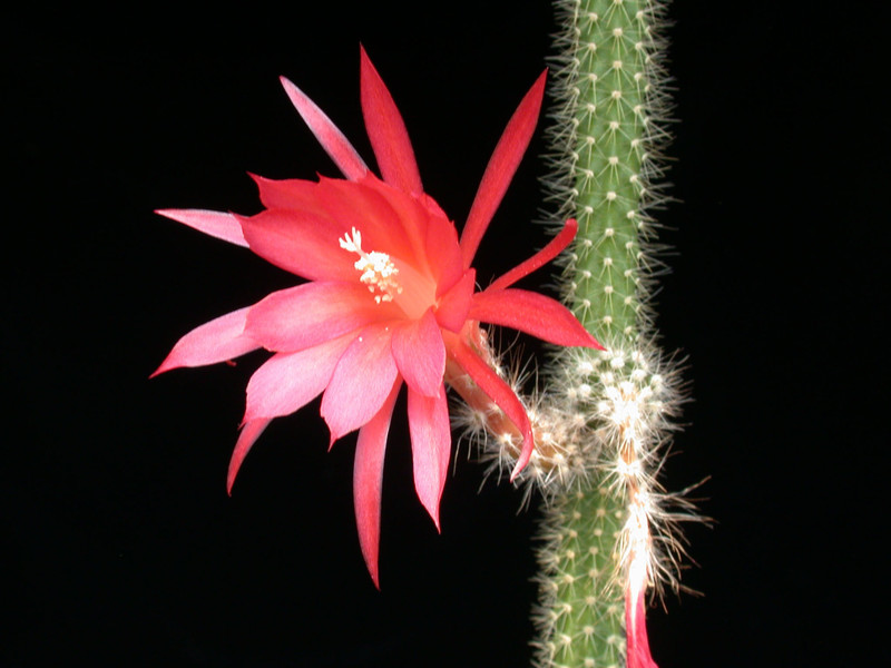 aporocactus eugen 01