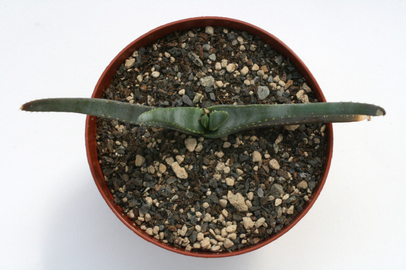 aloe compressa 7696