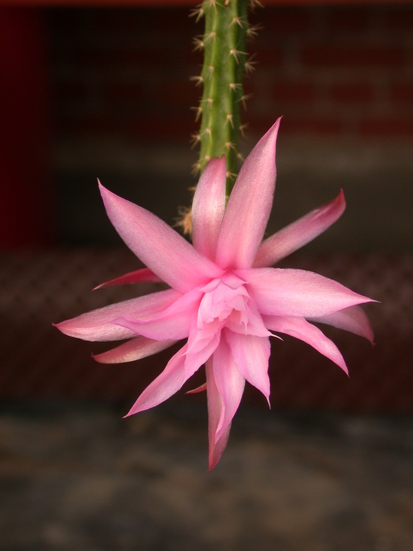 aporocactus nelly paetz 8942