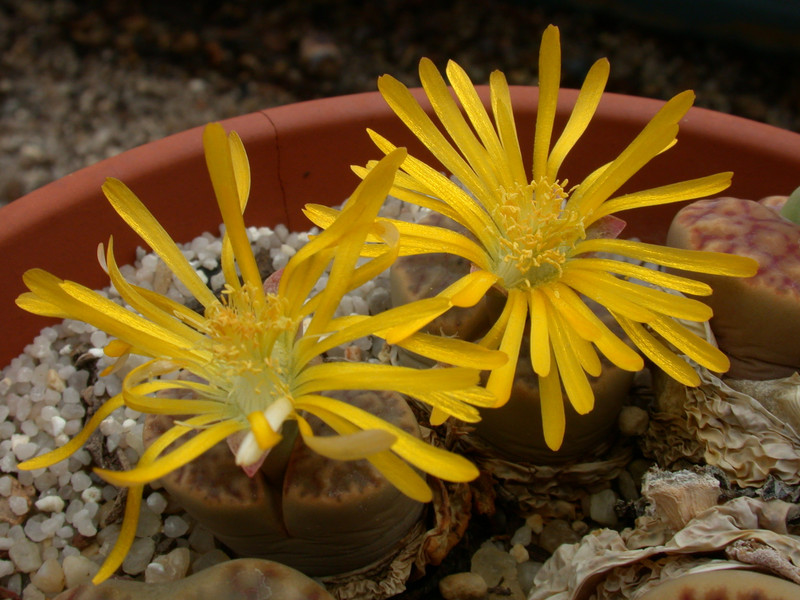 lithops bromfieldii c368 05