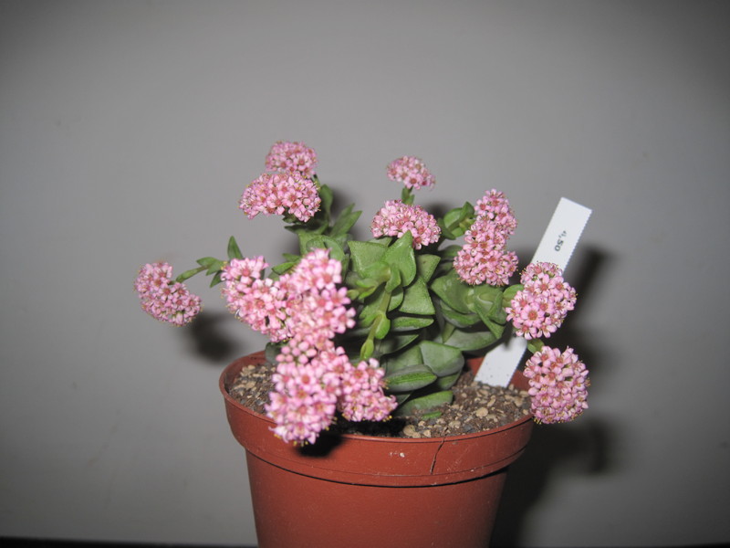 crassula hybride rote fl 4777
