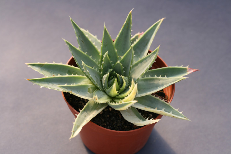 aloe polyphylla 0401