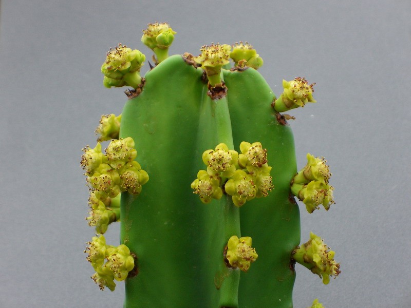 euphorbia ingens 1848 sm