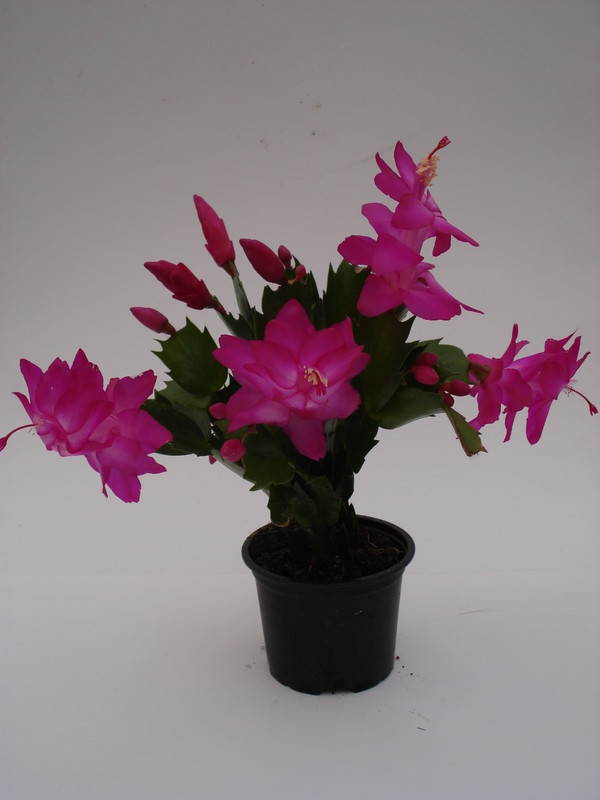 schlumbergera carneval brazil 1584