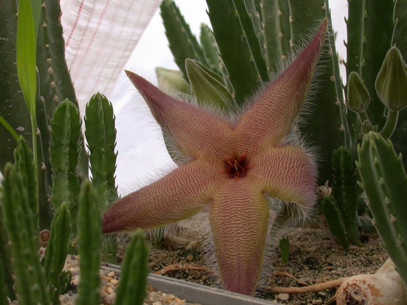 stapelia desmetiana 02