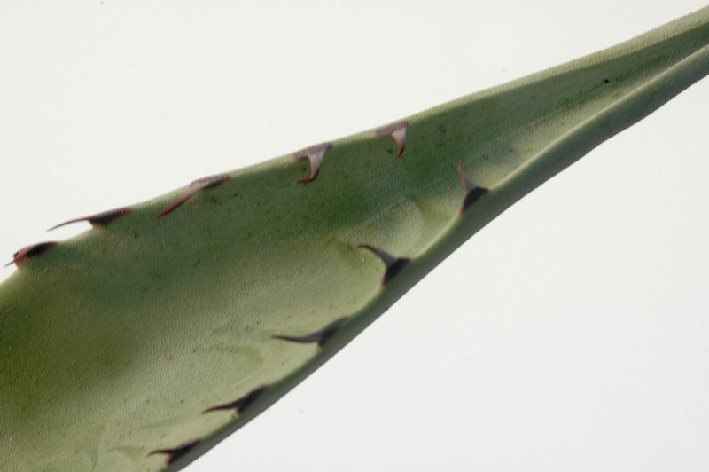 agave scabra hundida coahuila 8420