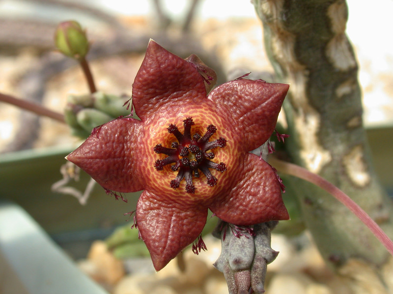 tromotriche longii karoo 01