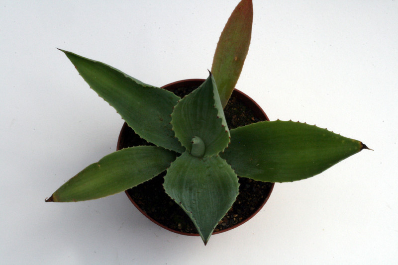 agave parvidentata el salvador 0148