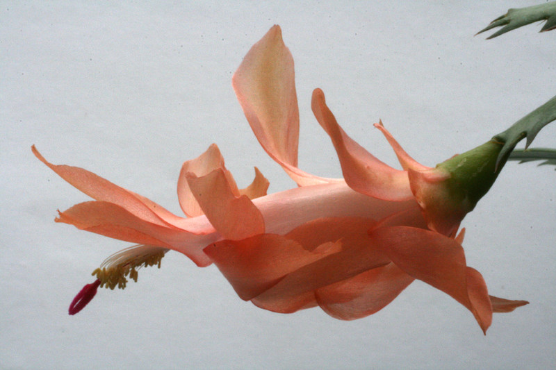 schlumbergera christmas flame 6365