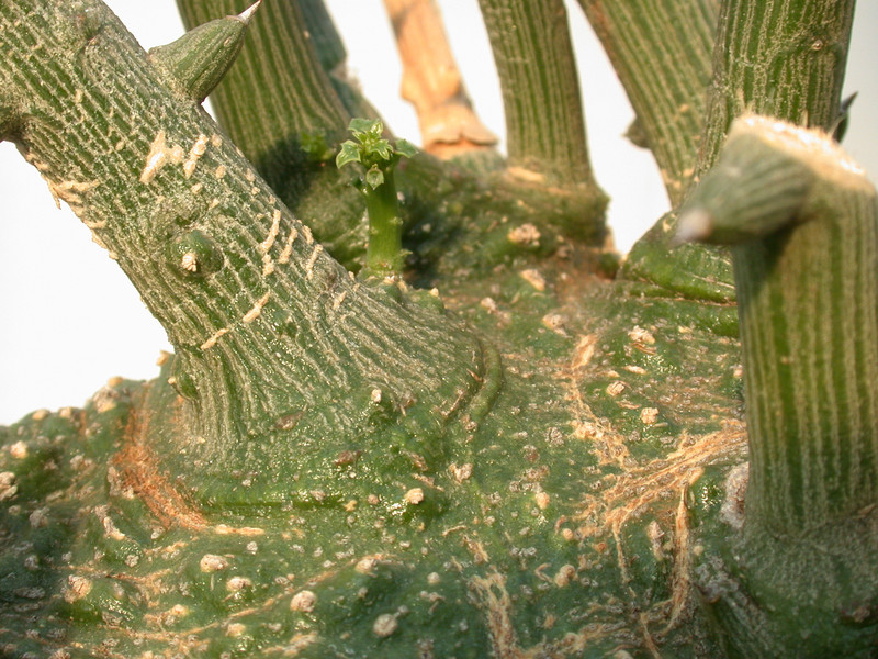 adenia globosa 04