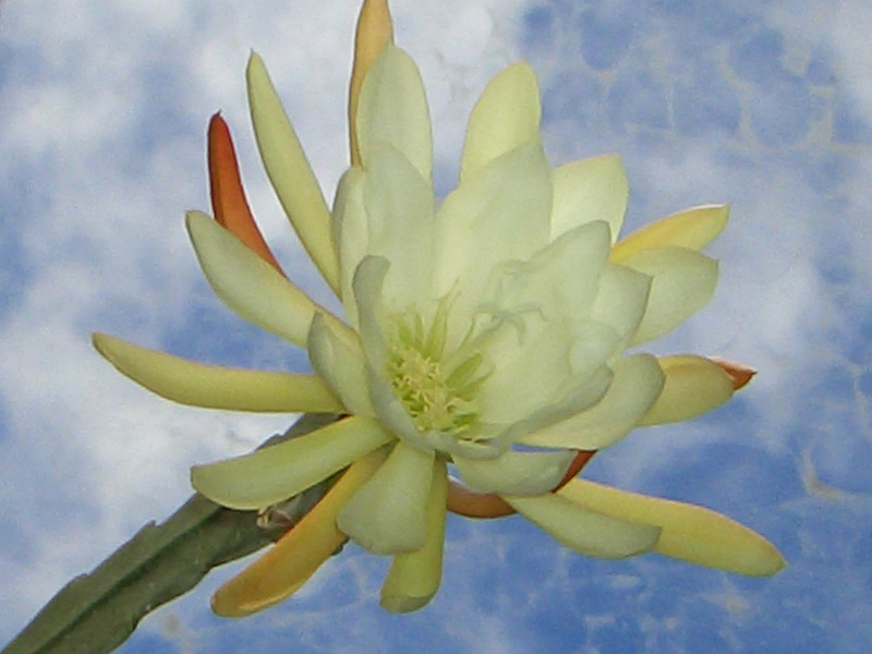 eh zaffaria 9931 0398