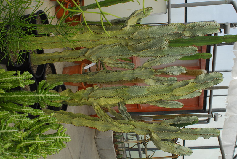 euphorbia ingens marmorata 0003