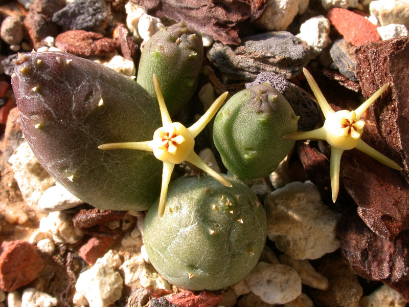 duvalia parviflora 01