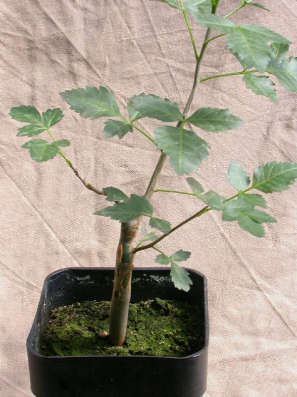 bursera fagaroides