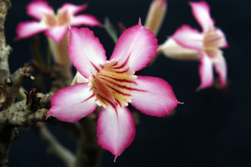 adenium somalense 003