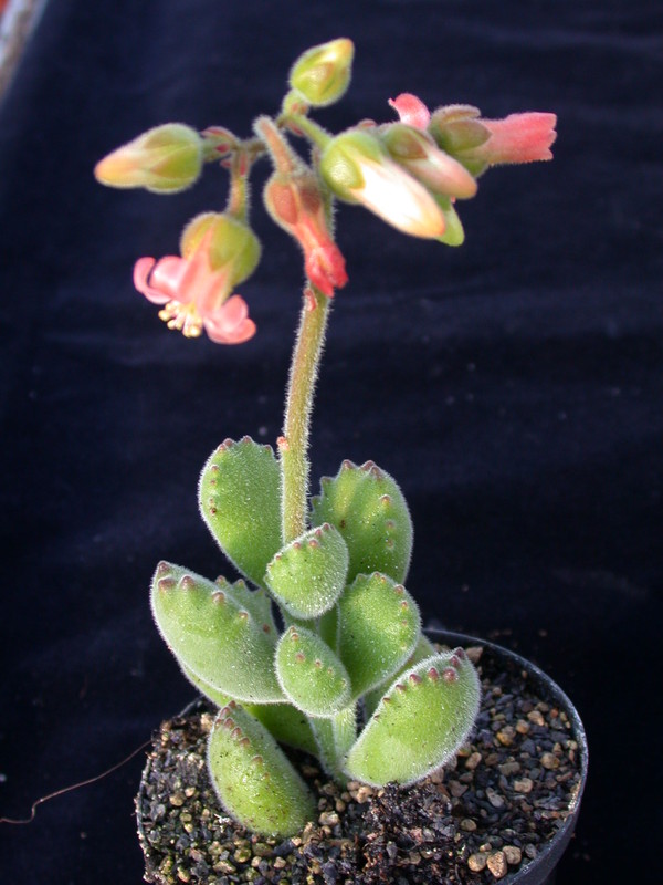 cotyledon ladysmithiensis 03