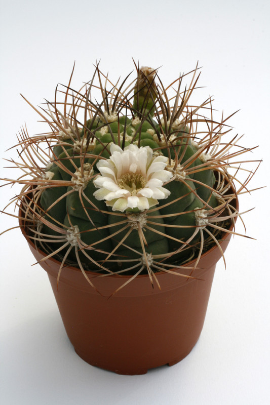 gymnocalycium tilcarense mg490 35 0124