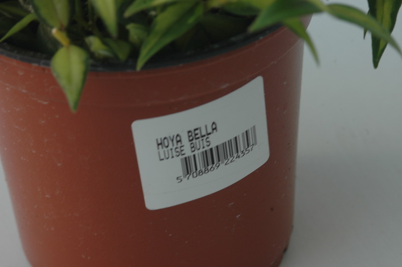 hoya bella louise buis 6558