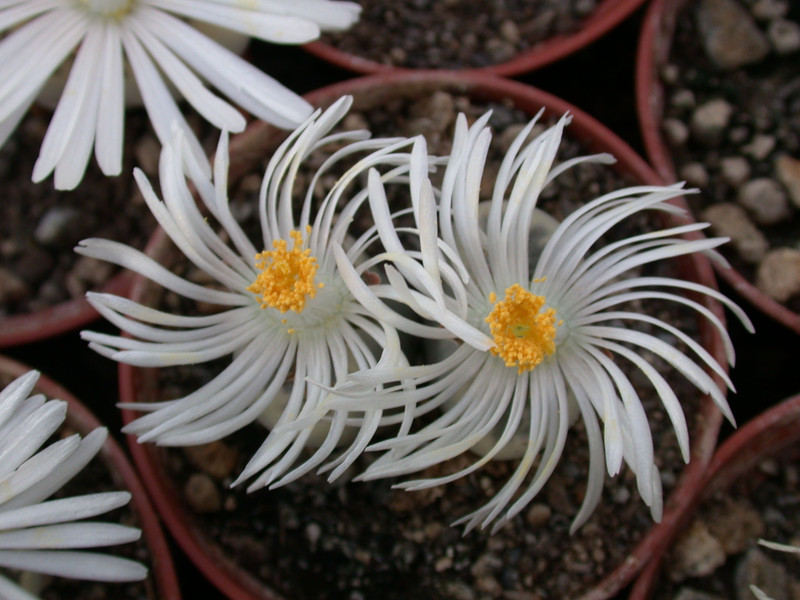lithops karasm ssp.bella02