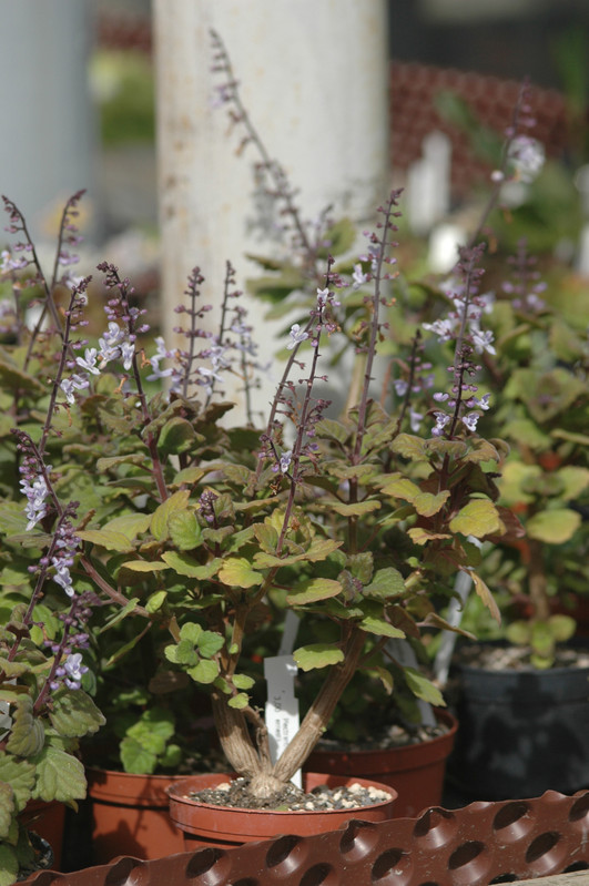 plectranthus ernestii 01