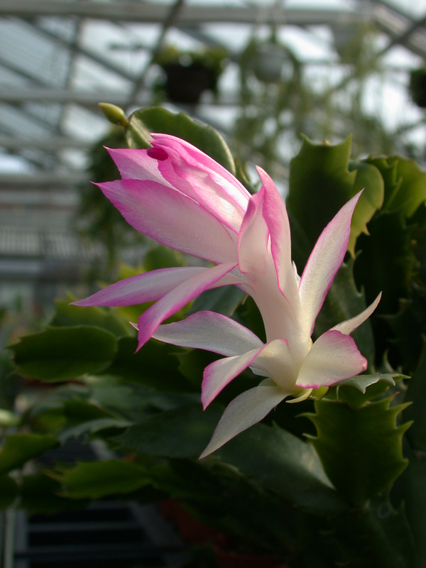 schlumbergera hatherton charm 218