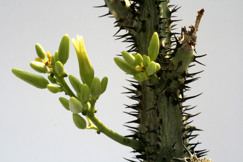 adenia aculeata 1199