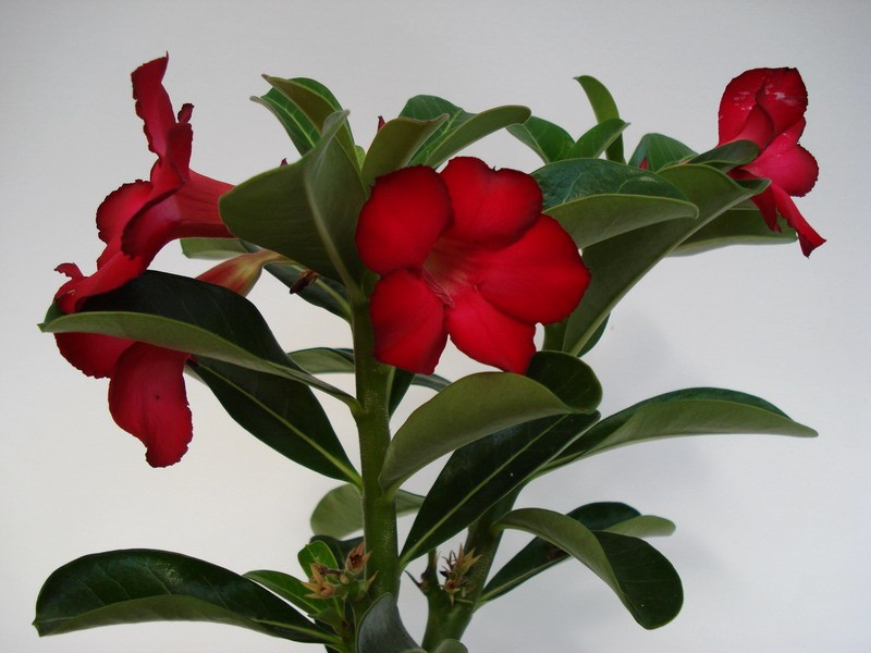 adenium obesum sunshine