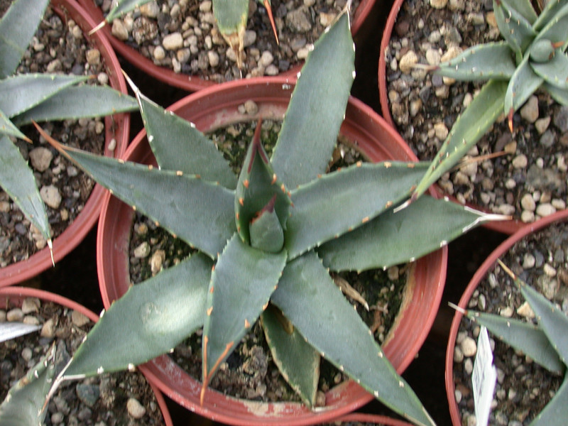 agave utahensis nevadensis 01