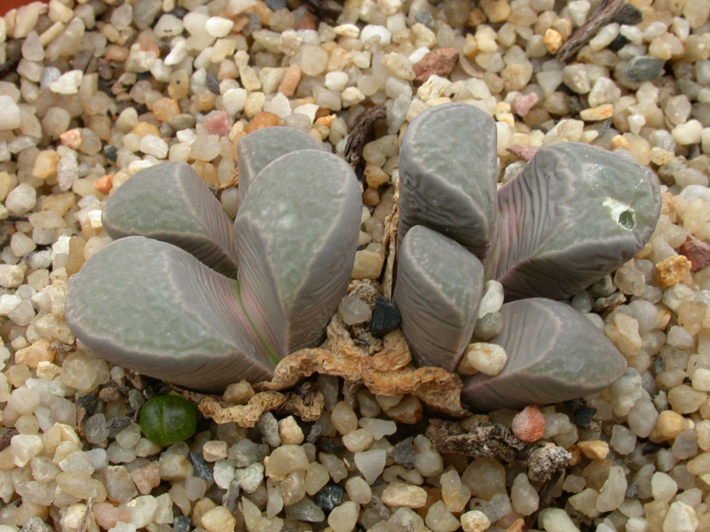lithops divergens 02