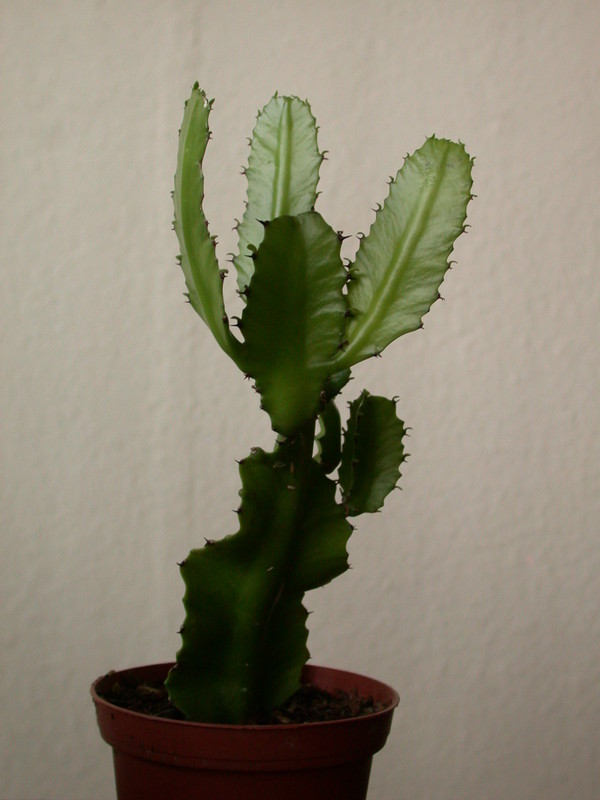 euphorbia vajravelui 7656