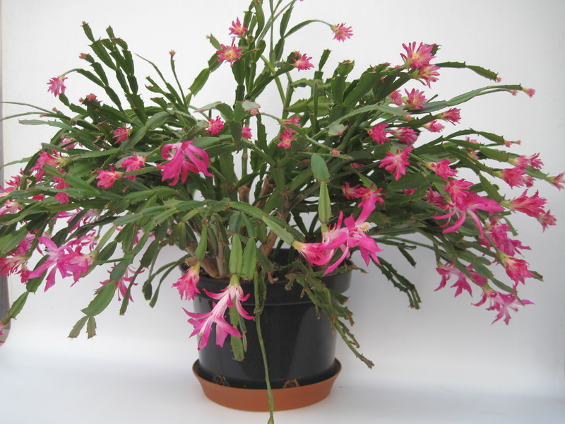 schlumbergera star burst 7688
