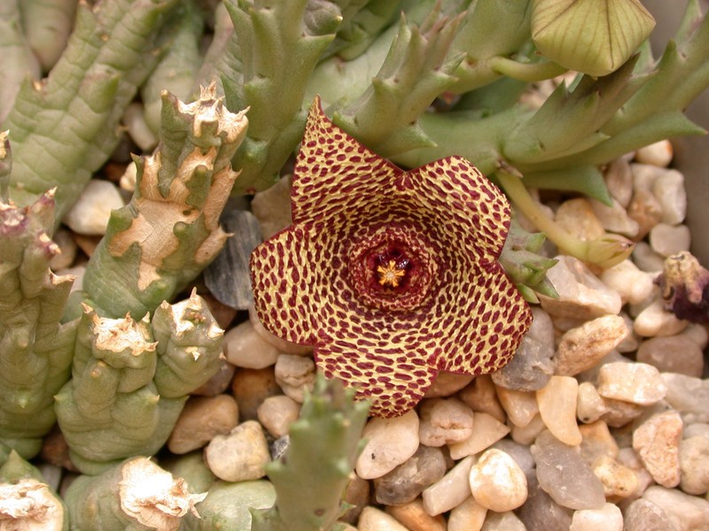 orbea verrucosa 01